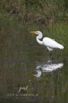 Egret at the Wonderland Pond.jpg