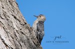 Juvenile Red-Bellied Woodpecker.jpg