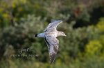 Ring-Billed Gull Flying into the Pond.jpg