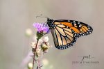 Monarch Butterfly 02.jpg