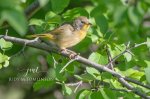 Common Yellowthroat.jpg