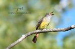 Great Crested Flycatcher 03.jpg