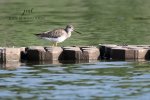 Lesser Yellowlegs.jpg