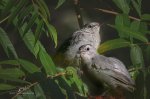 Two Catbirds in a Sumac Tree.jpg