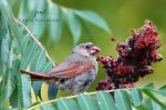 Cardinal with a Sumac Snack.jpg