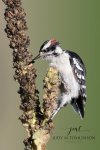 Juvenile Downy Woodpecker.jpg