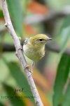 Bay-Breasted Warbler.jpg
