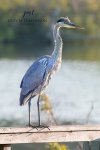 Great Blue Heron on the Deck at Saunders Pond.jpg