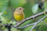 Connecticut Warbler.jpg