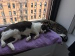 P.S. and L on windowsill.jpg