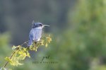 Belted Kingfisher at the Run-Off Pond.jpg
