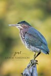 Green Heron in the Fall.jpg