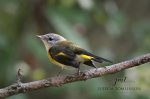 American Redstart 03.jpg