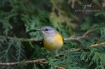 American Redstart 02.jpg