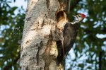 Pileated Woodpecker 03.jpg