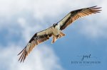 Osprey Fishing at Little Falls.jpg