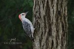 Backyard Red-Bellied Woodpecker.jpg