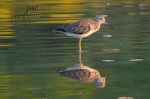 Greater Yellowlegs in the Pond.jpg