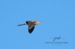 Flying Blue Heron 01.jpg