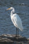Beautiful Great Egret.jpg