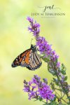 Monarch on Purple Loosestrife.jpg