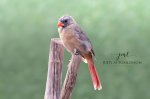 Mrs. Backyard Cardinal.jpg
