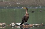 Cormorant at the Pond.jpg