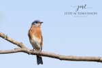 Eastern Bluebird back at Saunders Pond.jpg