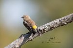 Yellow Rumped Warbler.jpg