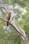 Juvenile Coopers Hawk 02.jpg