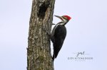 Pileated Woodpecker 04.jpg