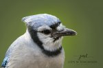 Blue Jay Closeup.jpg