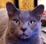 Worf mugshot for vet.jpg