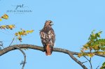 Red-Tailed Hawk in a Fall Tree.jpg