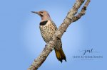 Northern Flicker 04.jpg