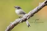 Eastern Phoebe with Dinner.jpg