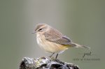 Palm Warbler Posing.jpg