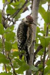 Yellow-Bellied Sapsucker in my Yard.jpg
