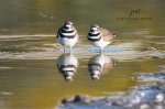 Two Killdeer.jpg