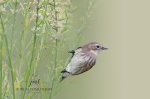 Yellow-Rumped Warbler in the Wildflowers.jpg