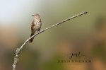 Brown Thrasher.jpg