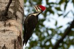 Pileated at the Pond.jpg