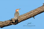 Red-Bellied Woodpecker at Saunders Pond.jpg
