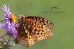 Fritillary Butterfly at Hawk Cliff.jpg