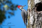 Pileated Woodpecker 05.jpg