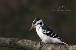 Hairy Woodpecker 03.jpg