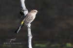 Yellow-Rumped Warbler 08.jpg