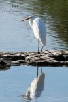 Great Egret at the Pond.jpg