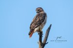 Red-Tailed Hawk 08.jpg