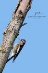 Yellow-Bellied Sapsucker 02.jpg